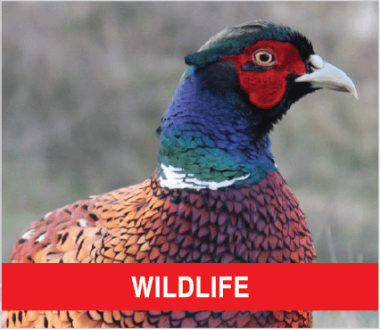 Purina Livestock WILDLIFE