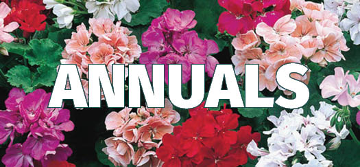 Annuals