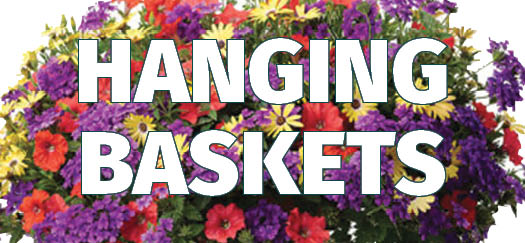 Hanging Baskets