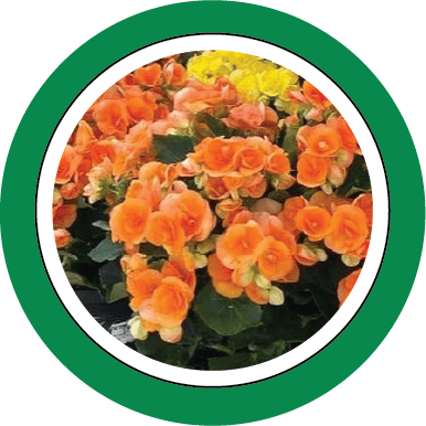 Bomgaars Nursery Sample 8 Bomgaars Nursery Sample 8