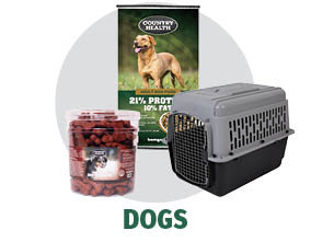 Dogs