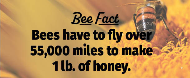 Bee Fact how far they fly