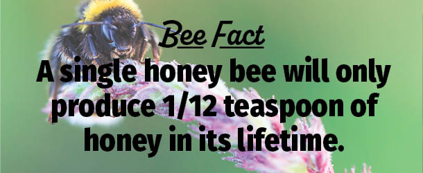 Bee fact 1/12 tsp honey is made