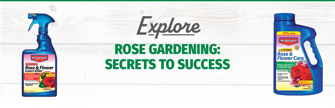 Rose Gardening: Secrets to Success