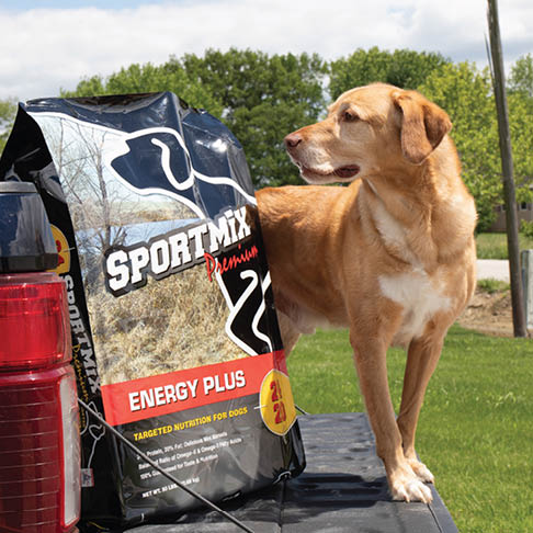 Sportmix and Dog
