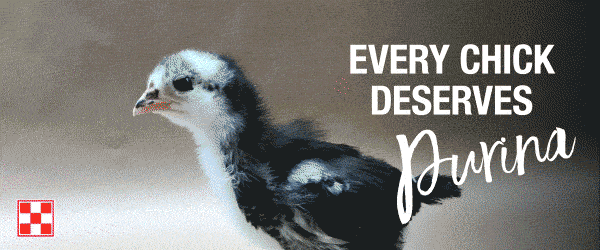 Every Chick deserves Purina