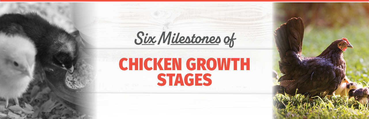 Bomgaars BLOG: Six Milestones of Chicken Growth Stages