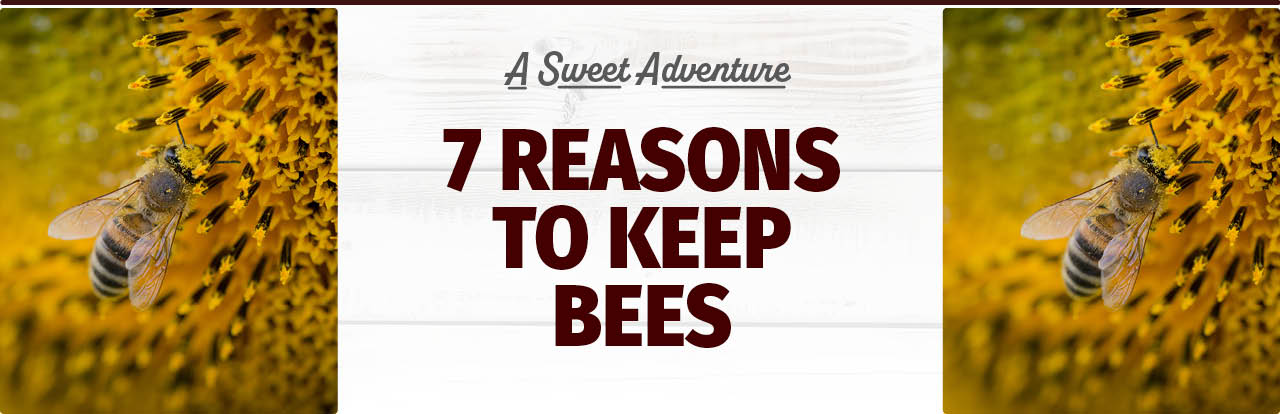 Top 7 Reasons to Start Beekeeping