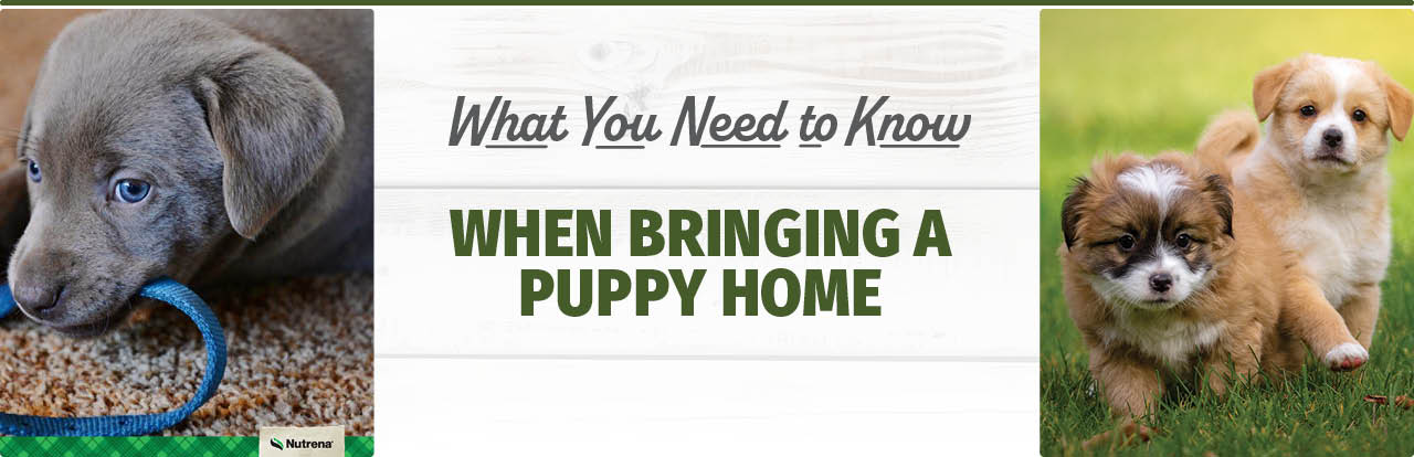 Bringing a Puppy Home - Nutrena