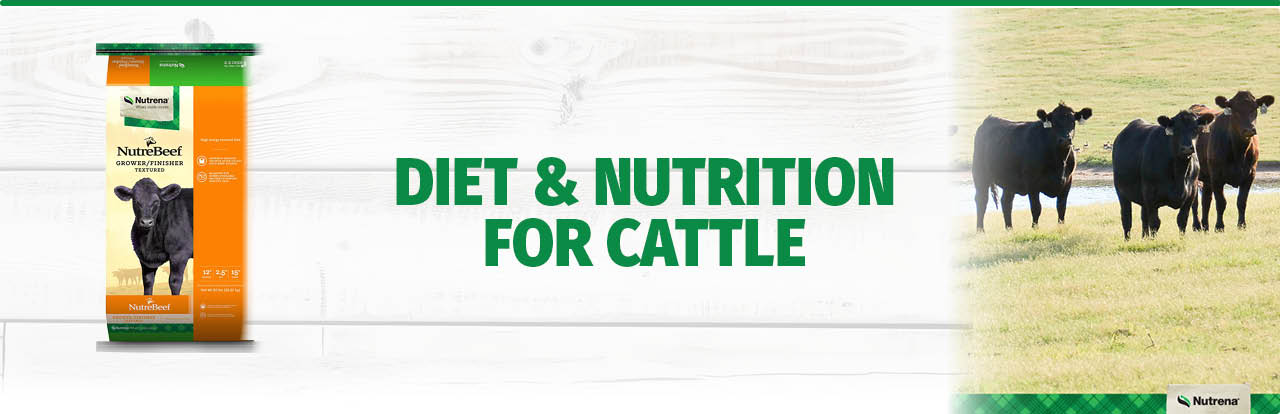 Diet and Nutrition for Cattle