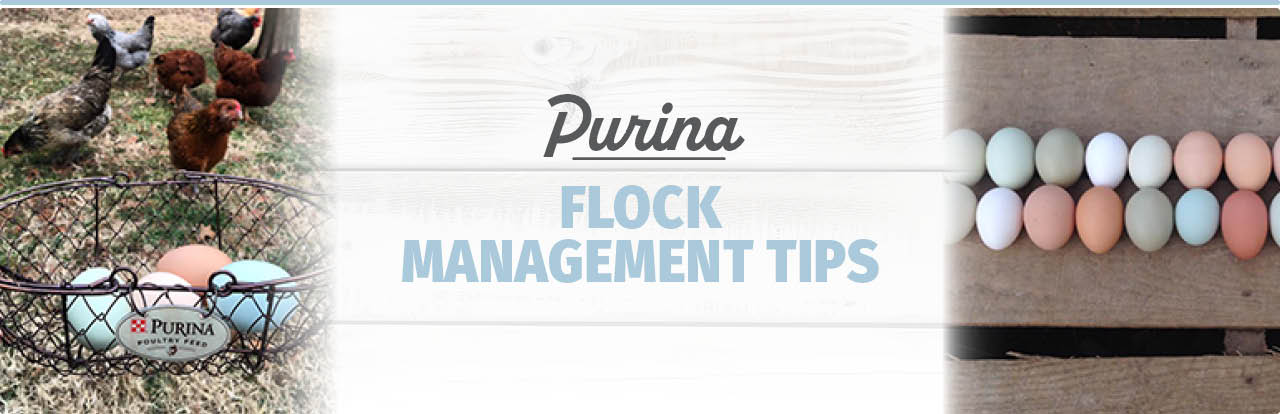 Flock Mangement Tips