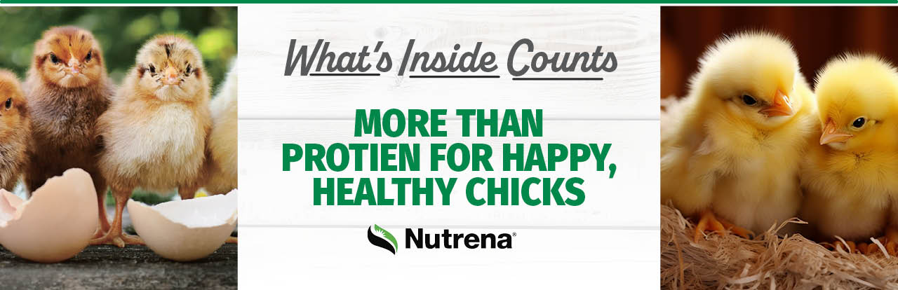 What's Inside Counts: More Than Protein for Happy, Healthy Chicks