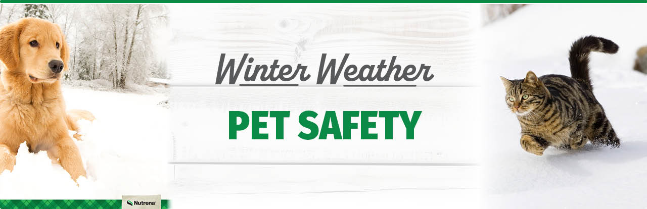 Winter Weather Pet Safey