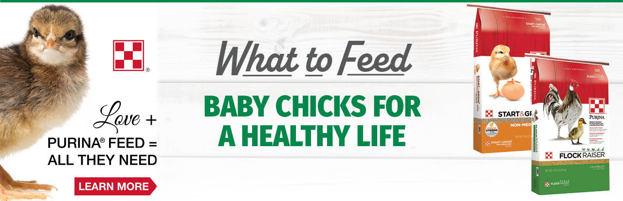 What to Feed Baby Chicks for a Healthy Life