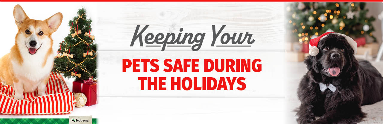 Keeping Your Pets Safe During the Holidays