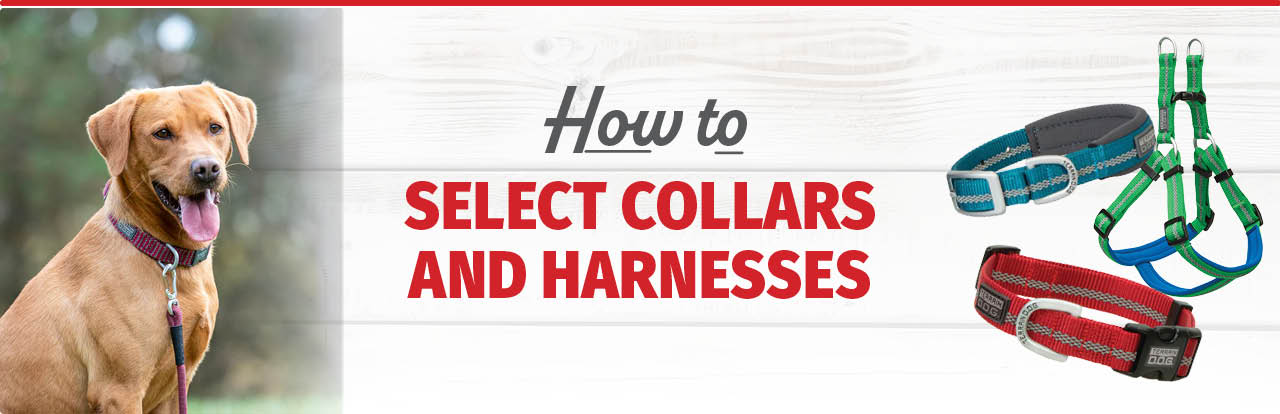 How to Select Collars and Harnesses