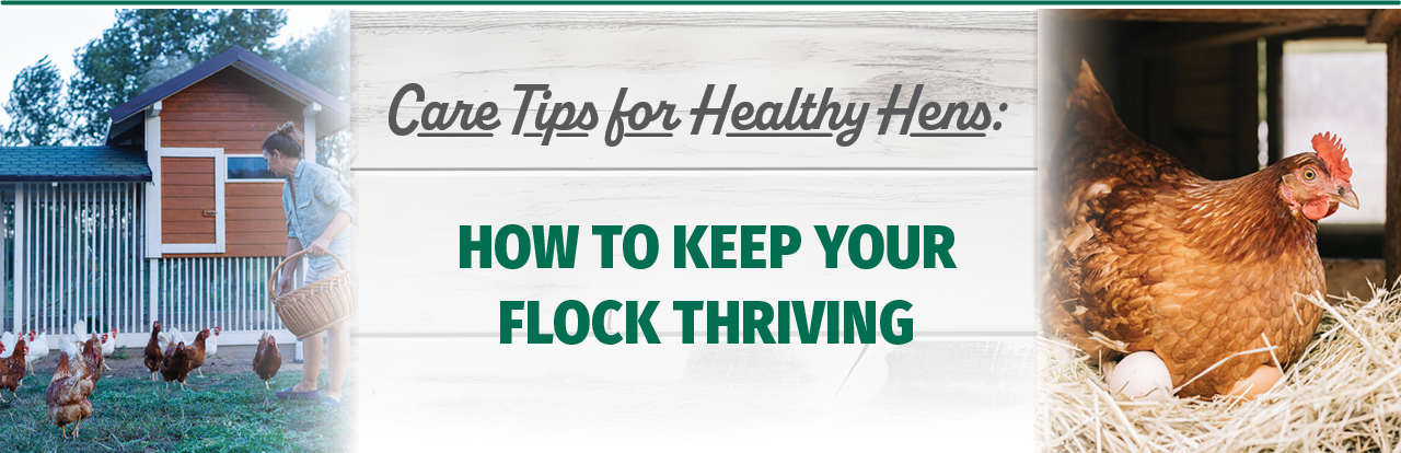 Care Tips for Healthy Hens: How to Keep Your Flock Thriving