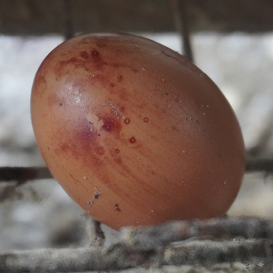 Blood Stained Eggshell