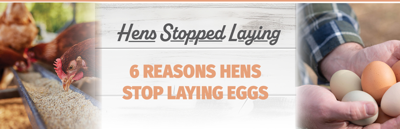 6 Reasons Hens Stop Laying Eggs