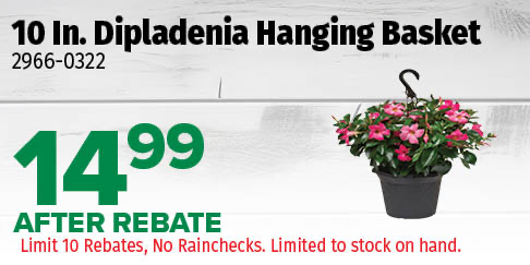 10" Dipladenia Hanging Basket