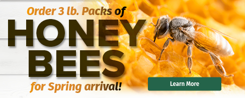 Order Live Bees