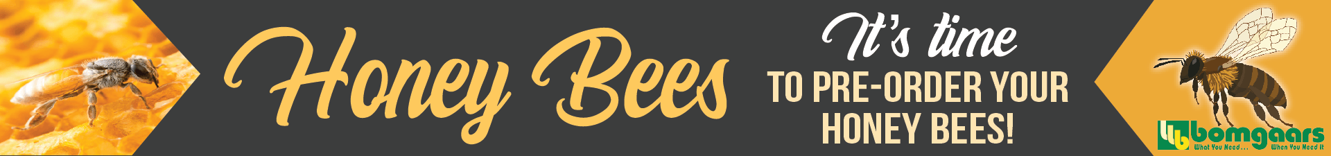 Live Bees